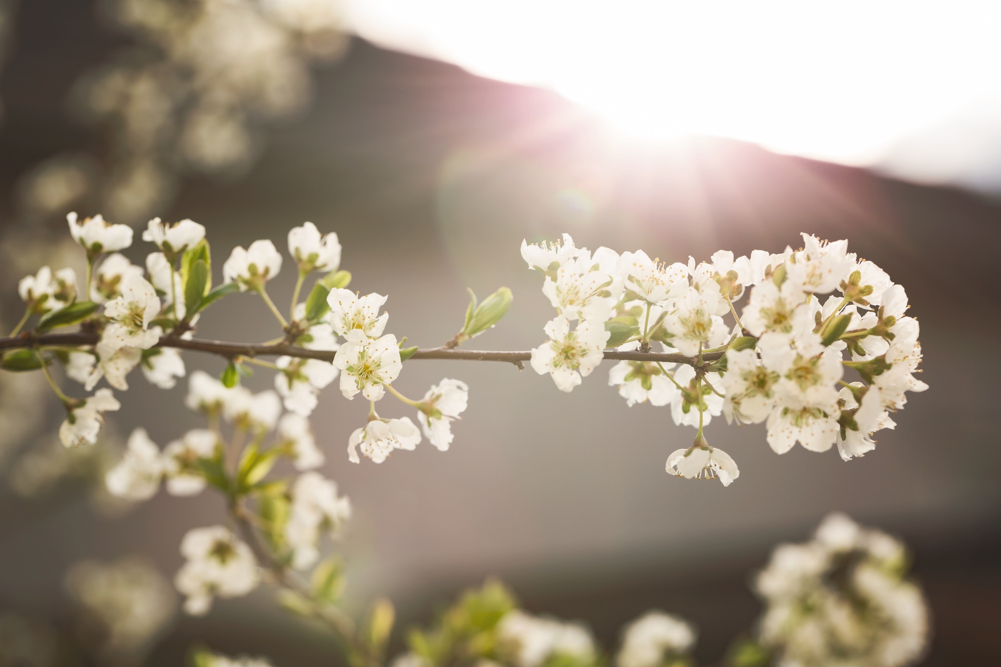 Spring blossom
