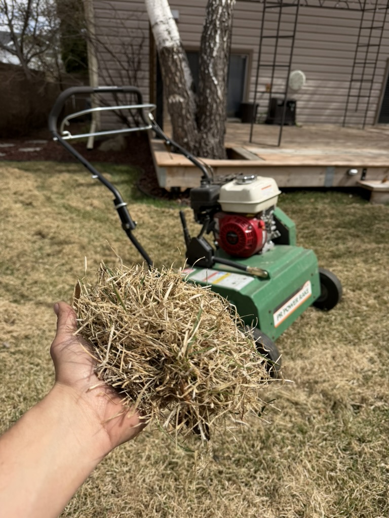 Hand holding a large clump of dry grass in front of a green dethatcher in a backyard.