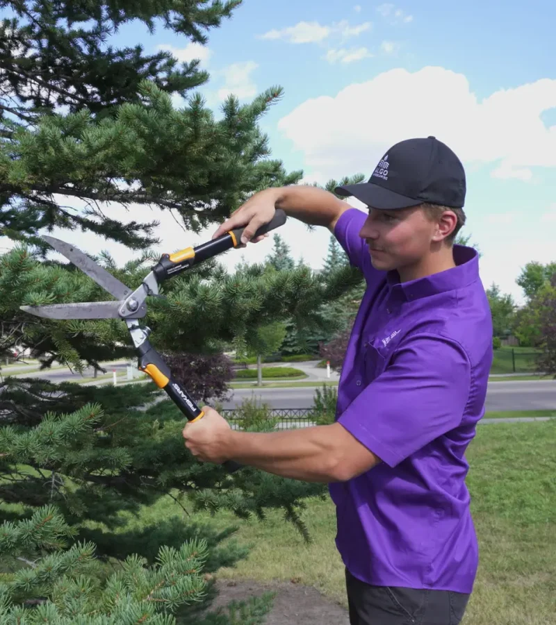 Algo Landscaping Crew Member Using Shears for recurring maintenance